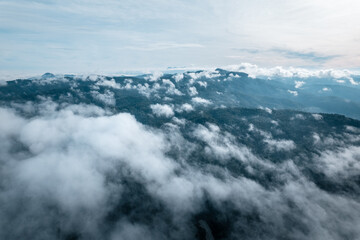 morning green forest and fog