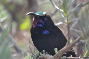 Grackles