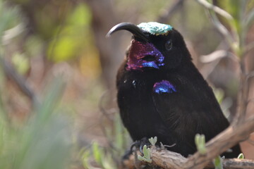 Grackles