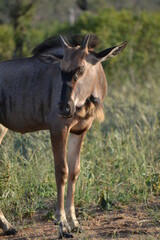 Blue wildebeest