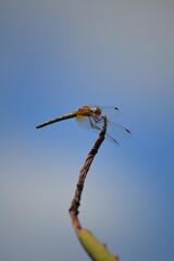 dragonfly on a branch