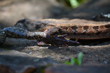 snake eating
