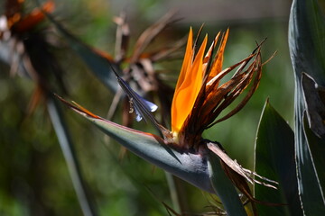 Bird of paradise flower