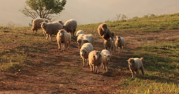 sheep grazing on the hill at morning in farmland 4k video