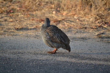 Grouse