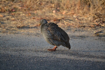 Grouse