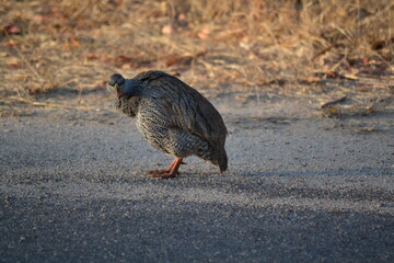 Grouse
