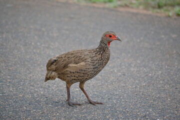 phasianidae