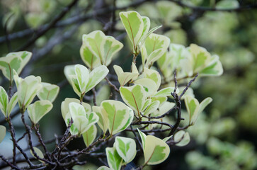 leaves in the garden