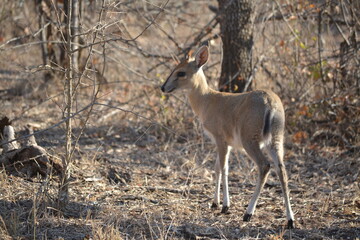 impala in the wild