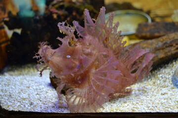 coral reef in aquarium