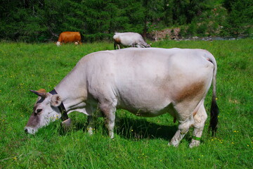 Milchkuh im Matschertal