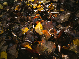 fallen autumn leaves
