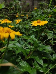 yellow flowers in the garden