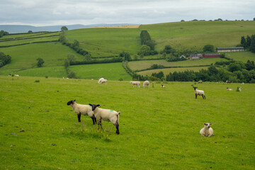 Sheep at a green pasture look at the camera in Wales