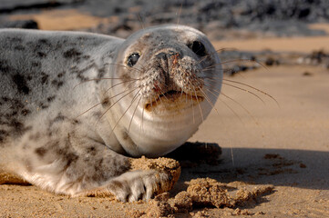 Big Guns Cove Harlyn bay Padstow Cornwall UK 10 22 2014 Seal Cub