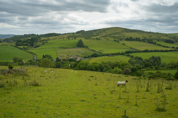 Fototapeta premium Sheep at a green pasture at a hill in Wales