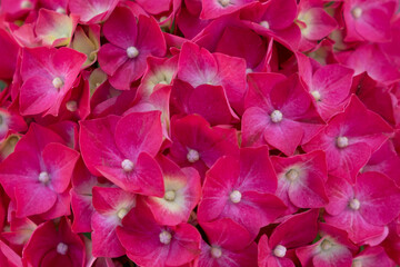 Colorful nature red hydrangea flowers blooming in garden, close up, top view