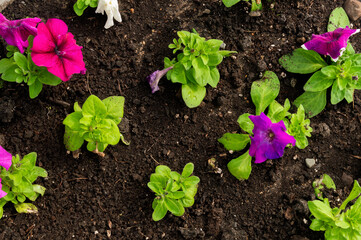 Petunia blooming in the flower bed. Top view