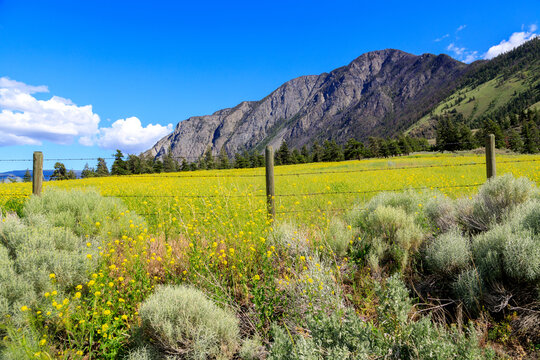 Canadian Landscape Mustard Flower Field Keremeos British Columbia