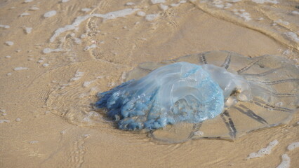 Dead jellyfish washed up on the beach. Rhopilema nomadica jellyfish at the Mediterranean seacoast.  Vermicular filaments with venomous stinging cells  can cause painful injuries to people.