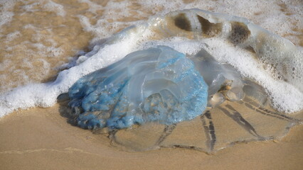 Dead jellyfish washed up on the beach. Rhopilema nomadica jellyfish at the Mediterranean seacoast.  Vermicular filaments with venomous stinging cells  can cause painful injuries to people. © Natalia Hanin