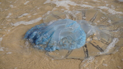 Dead jellyfish washed up on the beach. Rhopilema nomadica jellyfish at the Mediterranean seacoast. ...
