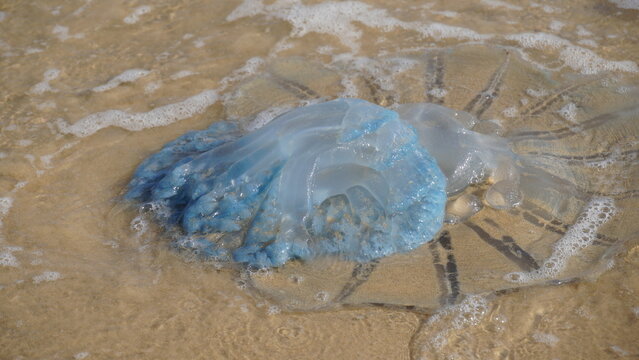 Dead jellyfish washed up on the beach. Rhopilema nomadica jellyfish at the Mediterranean seacoast.  Vermicular filaments with venomous stinging cells  can cause painful injuries to people.