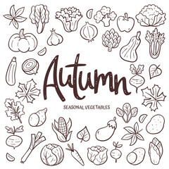 Seasonal vegetables background. Hand-drawn autumn vegetable composition made of doodle vector icons, isolated on white background.