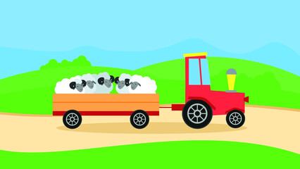 Tractor carries sheep in a trailer