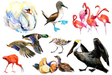 Collection of water bird and waterfowl. Duck, flamingo, pelican, heron, crane, swan. Set of watercolor illustrations isolated on white background.