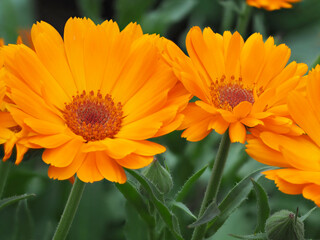 Calendula officinalis