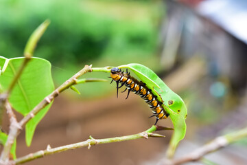 Photograph of a full grown monarch caterpillar on milkweed