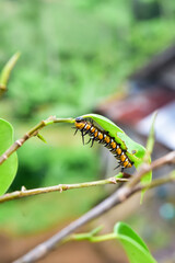Photograph of a full grown monarch caterpillar on milkweed
