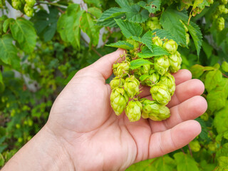Naklejka na ściany i meble Green hop in hand. Ingredient for creating a drink (beer).