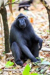 Beautiful Celebes crested macaque (Macaca nigra), aka the black ape, an Old World monkey, in the Tangkoko nature reserve on the Indonesian island of Sulawesi, during a ecotourism jungle hike