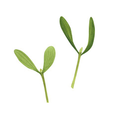 Christmas Mistletoe branch set isolated on white background. Watercolor hand drawn Xmas illustration. Art for design