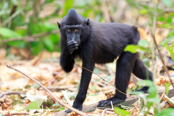 Beautiful Celebes crested macaque (Macaca nigra), aka the black ape, an Old World monkey, in the Tangkoko nature reserve on the Indonesian island of Sulawesi, during a ecotourism jungle hike