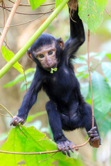 Beautiful Celebes crested macaque (Macaca nigra), aka the black ape, an Old World monkey, in the Tangkoko nature reserve on the Indonesian island of Sulawesi, during a ecotourism jungle hike