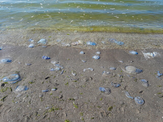 The beach in Koblevo is dotted with dead jellyfish. The consequence of the storm. Environmental disaster
