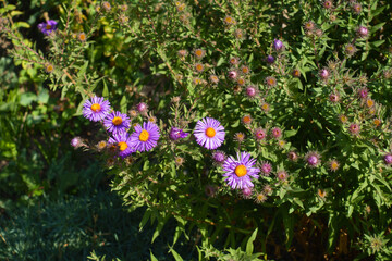 Buds and purple flowers of Symphyotrichum novi-belgii in September