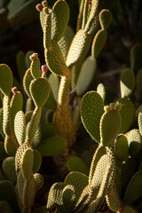 blooming cactus in the rays of the sunset of the day