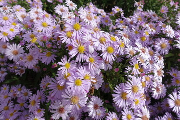 Close shot of pink flowers of Michaelmas daisies with bee in October