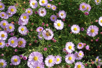 Obraz premium Closeup of bee pollinating pink flowers of Michaelmas daisies in September