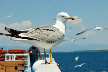 Seagulls sit on the ferry and flap their wings