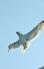 Seagull flying in the sky