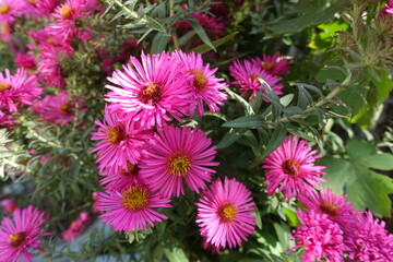 Obraz premium Close view of magenta colored flowers of Michaelmas daisies in mid October