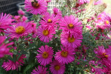 Fuchsia colored flowers of Michaelmas daisies in mid October