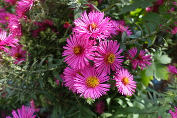 Group of magenta colored flowers of Michaelmas daisies in mid October