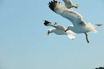 Seagull flying in the sky